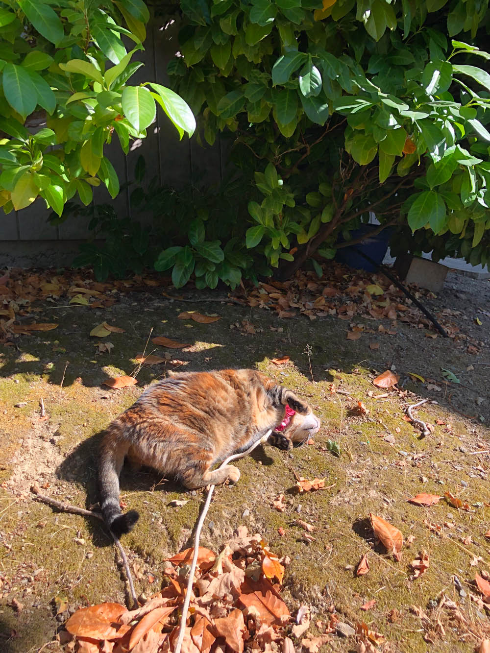 Sundays With Tabs the Cat, Makeup and Beauty Blog Mascot, Vol. 870