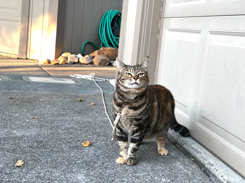 Sundays With Tabs the Cat, Makeup and Beauty Blog Mascot, Vol. 875